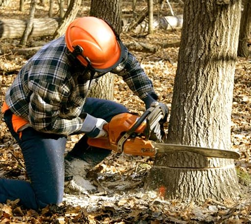 Tree Removal in Kilbourne, IL